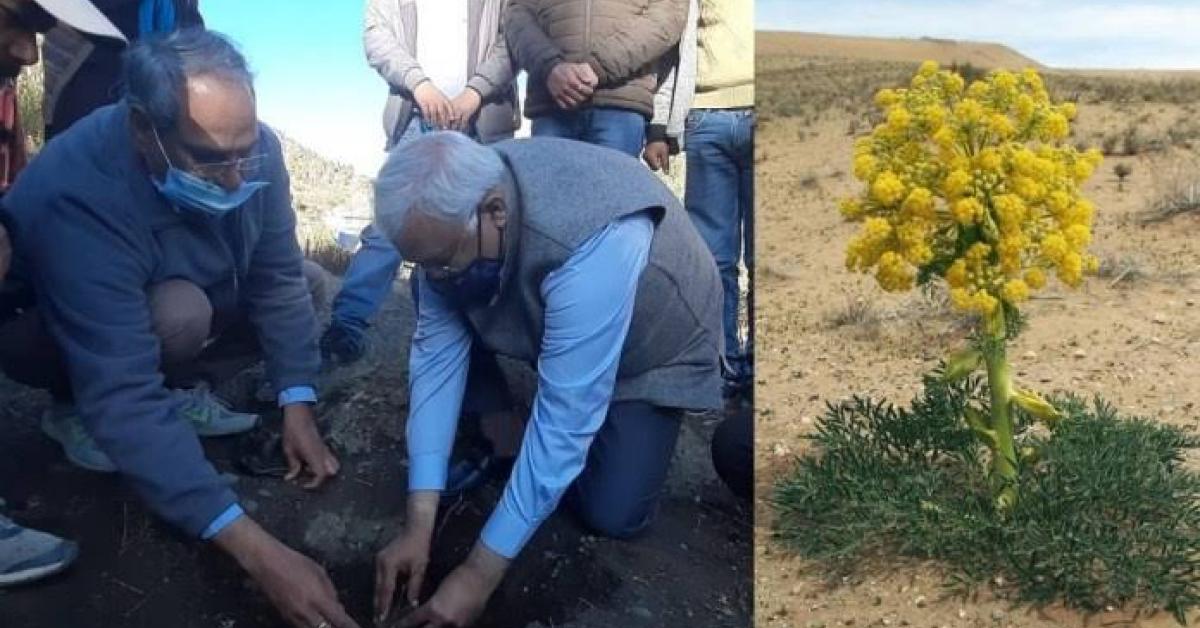 দেশত প্ৰথমবাৰলৈ ১১ফুট উচ্চতাৰ গাঁৱত খেতি কৰা হ'ব হিঙৰ