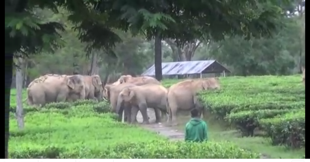  পূজাৰ মাজতেই নুমলীগড়ৰ ত বন্যহস্তীৰ তাণ্ডৱ 