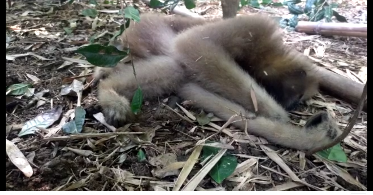 বাঘজানৰ অগ্নিকাণ্ডৰ ফলতেই মৃত্যুৰ সন্দেহ