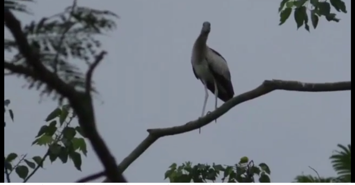 পৰিভ্ৰমী পক্ষী চৰাইৰ কলৰৱত মূখৰিতএখন গাওঁখন 