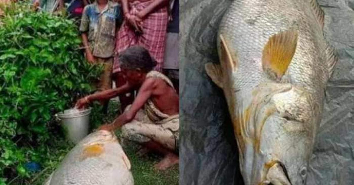 এটা মাছৰ জৰিয়তে নিশাটোৰ ভিতৰতে লাখপতি এগৰাকী মহিলা 