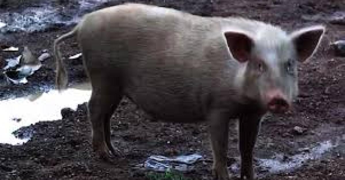 ছ'ৱাইন ফ্লুৰ সন্দেহত নিধন ১৪৪ টা গাহৰি 