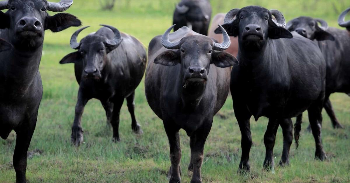ডিব্ৰুগড়ৰ মৰাণ সমষ্টি লেজাই কলাখোৱাত বনৰীয়া মহৰ তাণ্ডব