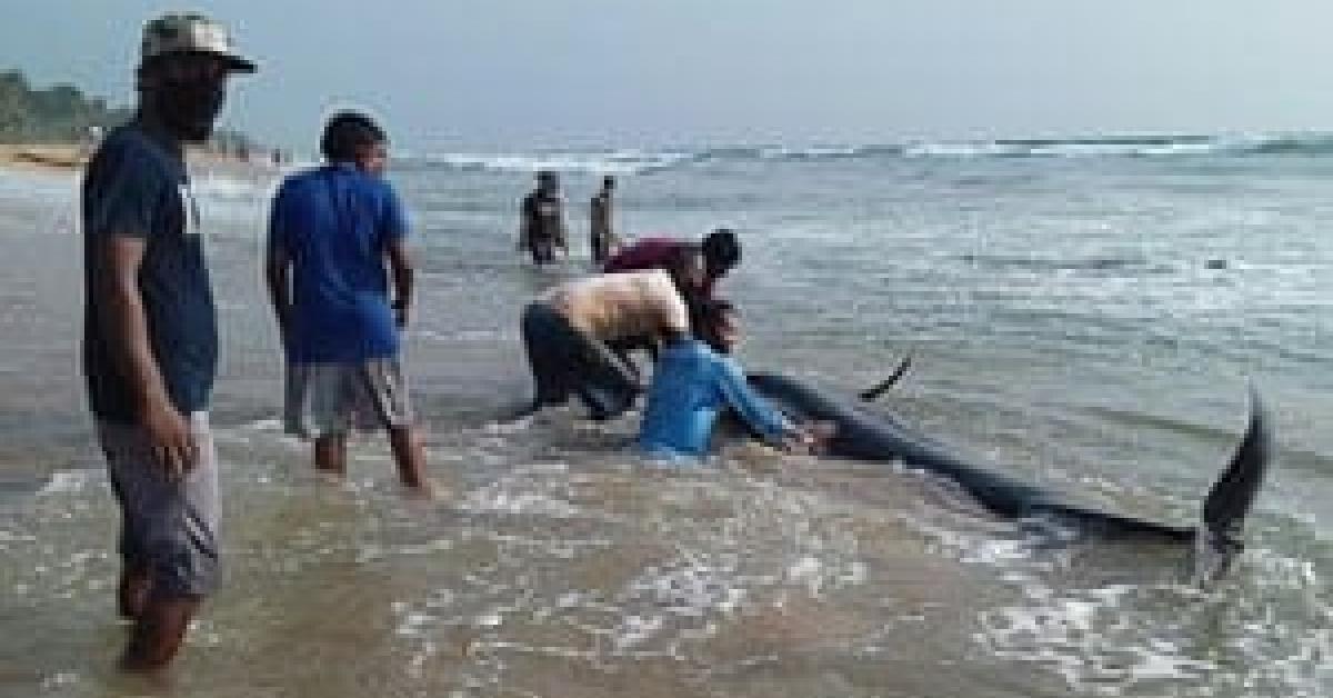 পানাডুৰা সাগৰৰ তৰাং পানীত আবদ্ধ হৈ পৰা প্ৰায় শতাধিক তিমিক 