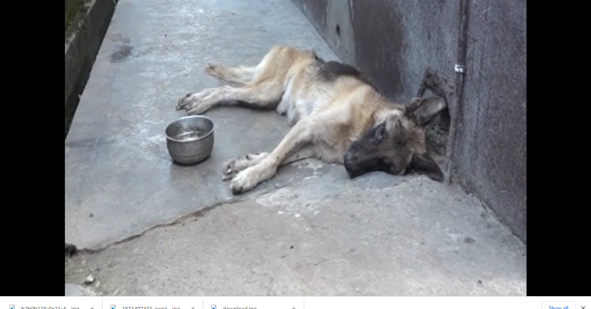 মটৰচাইকেল চুৰি কৰিবলৈ আহি পোহনীয়া কুকুৰ হত্যা 