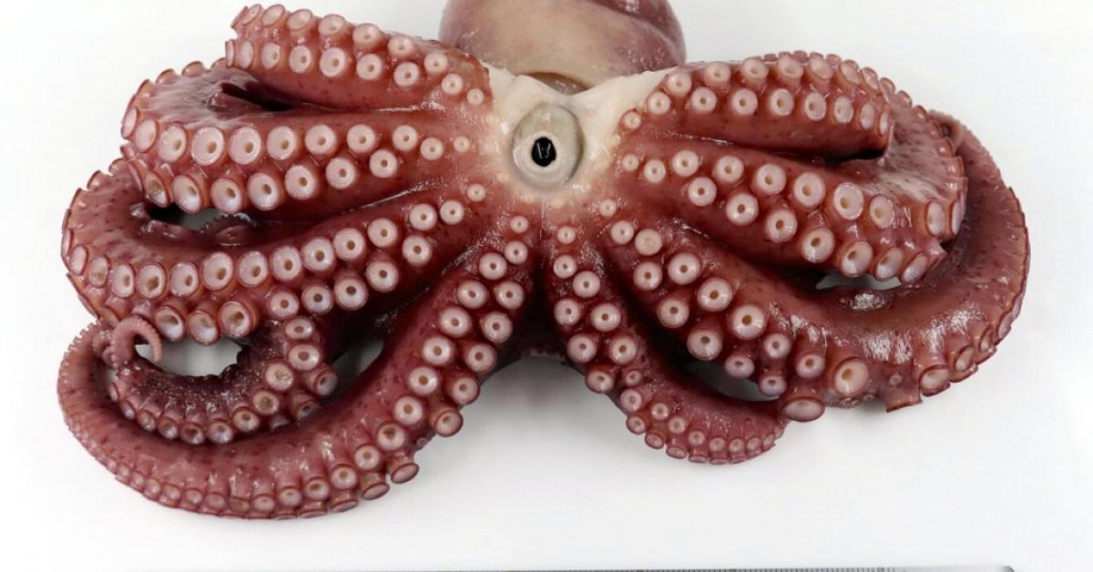  ৯ বাহুযুক্ত অক্টোপাছ আৱিস্কাৰ জাপানত