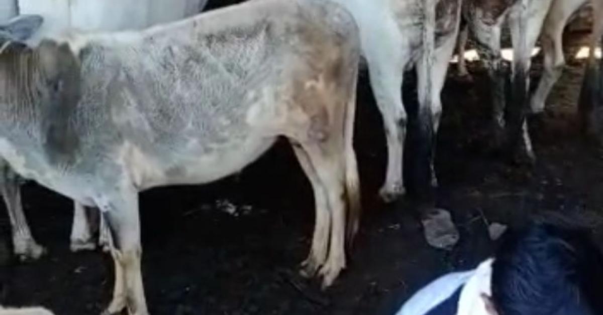 আৰক্ষীৰ চকুত ধূলি দি এচাম কমিচন লুভী মানুহৰ ছত্ৰ ছাঁয়াতে যেন চলি আছে গৰু ম‘হৰ চোৰাং সৰবৰাহ