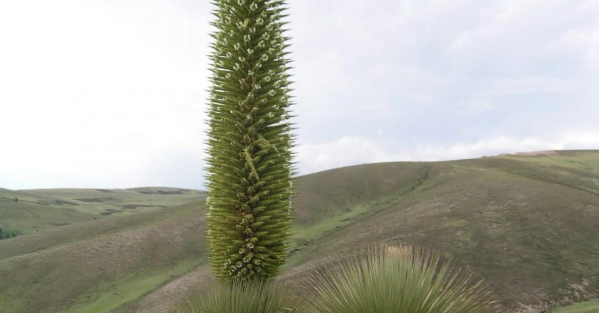 আশ্চৰ্যজনক বৃক্ষ