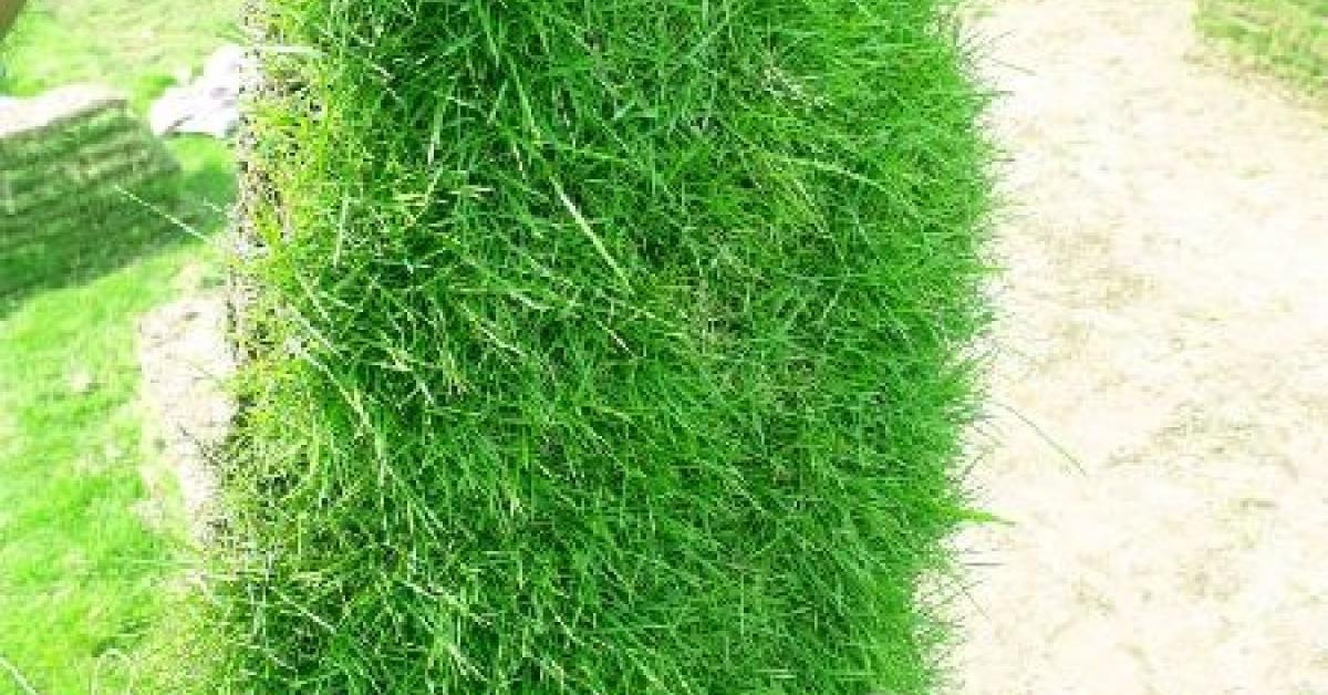 এখন বজাৰ য'ত বিক্রী হয় কেৱল ঘাঁহ 