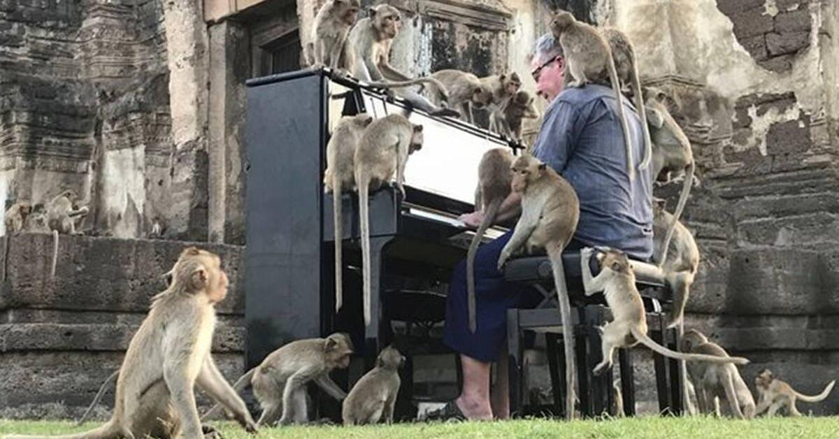 পিয়ানোৰ সুৰত নিজৰ ক্ষুধা পাহৰিলে কপিকুলে!