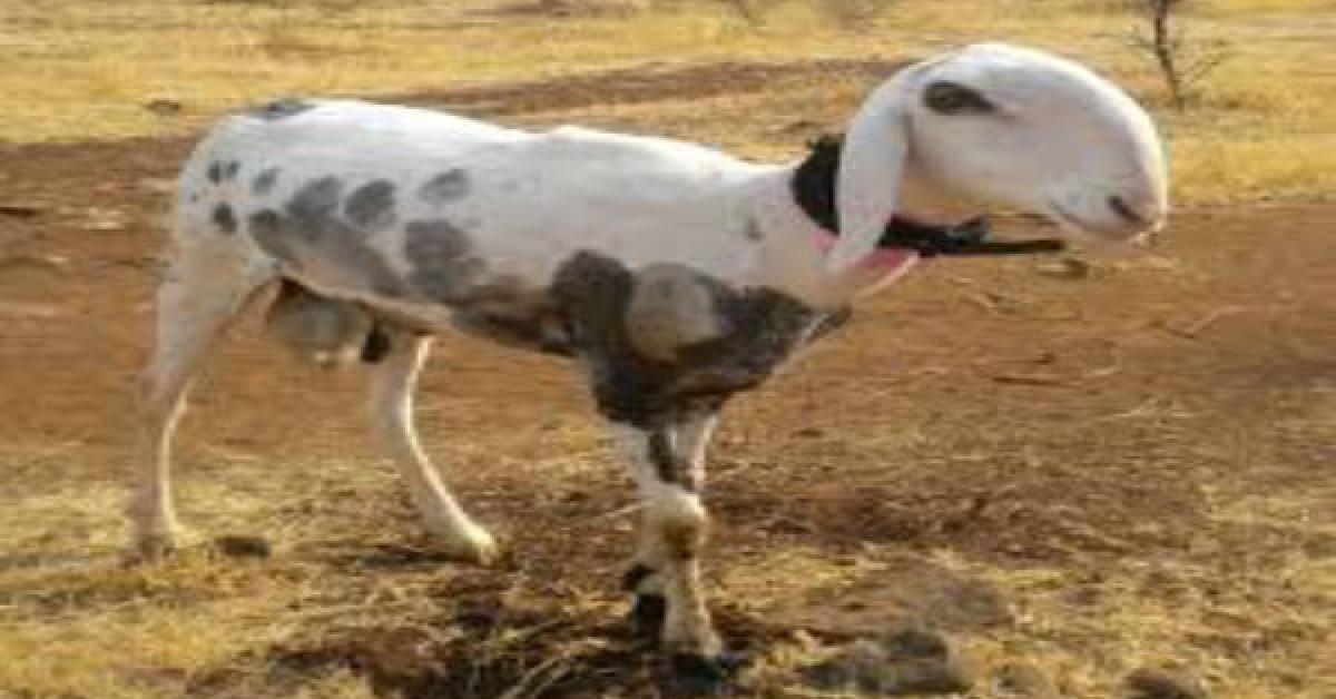 এটা বিশেষ ভেড়া/ দাম ৭০ লাখ!