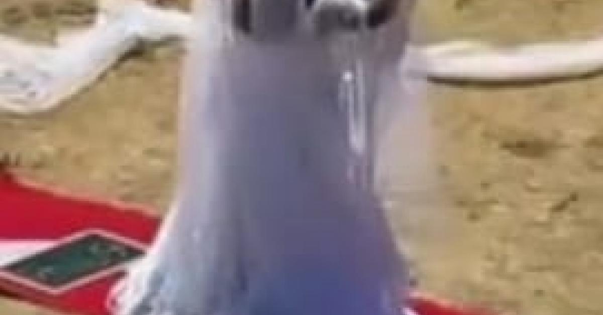 jj