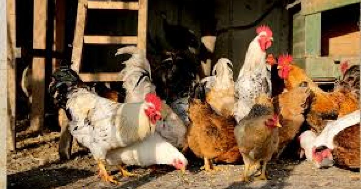 ক'ৰোনাৰ প্ৰভাৱ- পুনৰ হ্ৰাস পাইছে মাংসৰ দাম...চিন্তিত মূৰ্গী পালক