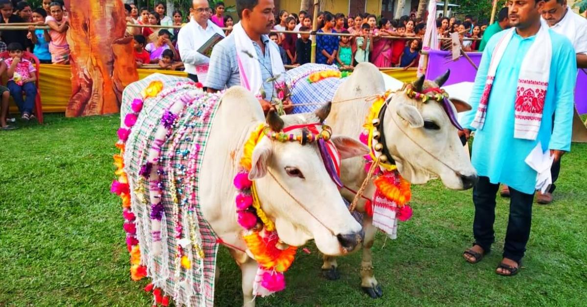 আজি গৰু বিহু