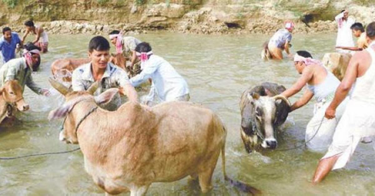 গৰুক গো-লক্ষ্মী হিচাপে জ্ঞান কৰি পুৱাই পূজা অৰ্চনা