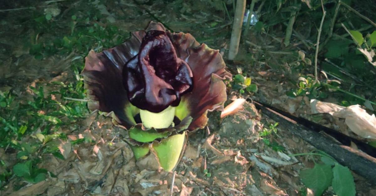 আমগুৰিত এইপাহ কি ফুল! আতংকিত ৰাইজ