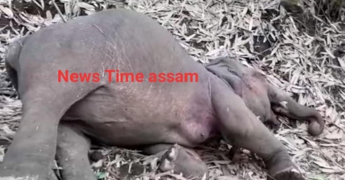 এটা হাতীৰ জাকৰ কৰুণ মৃত্যু