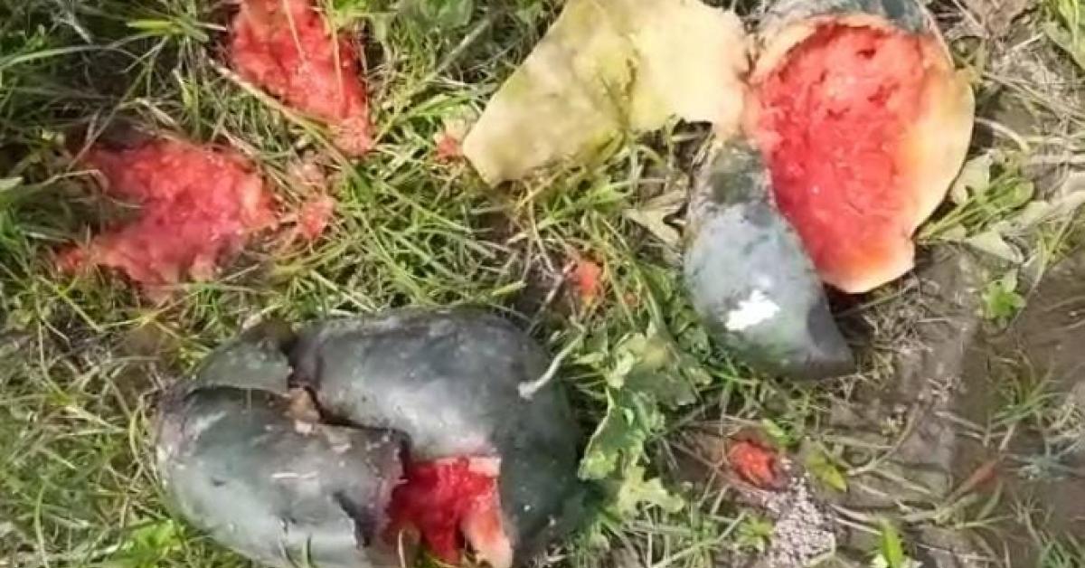 তৰমুজৰ খেতিত কৰ'ণাৰ ব্যাপক প্ৰভাৱ 