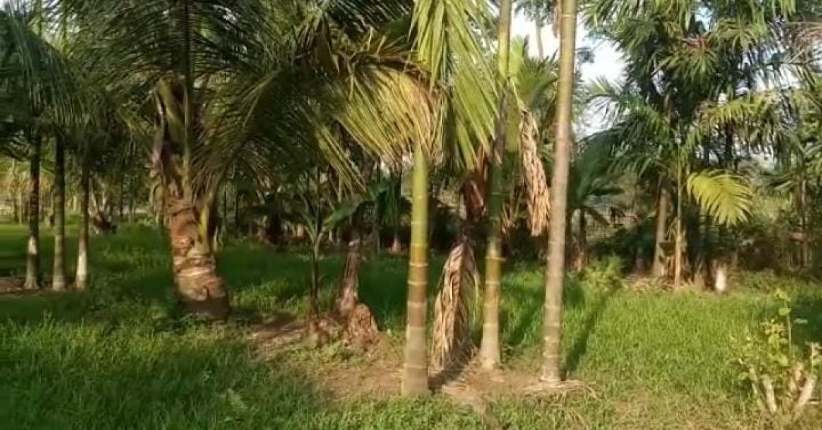 ক'ভিডে বিনষ্ট কৰিলে কৃষকৰ আশাৰ সপোন