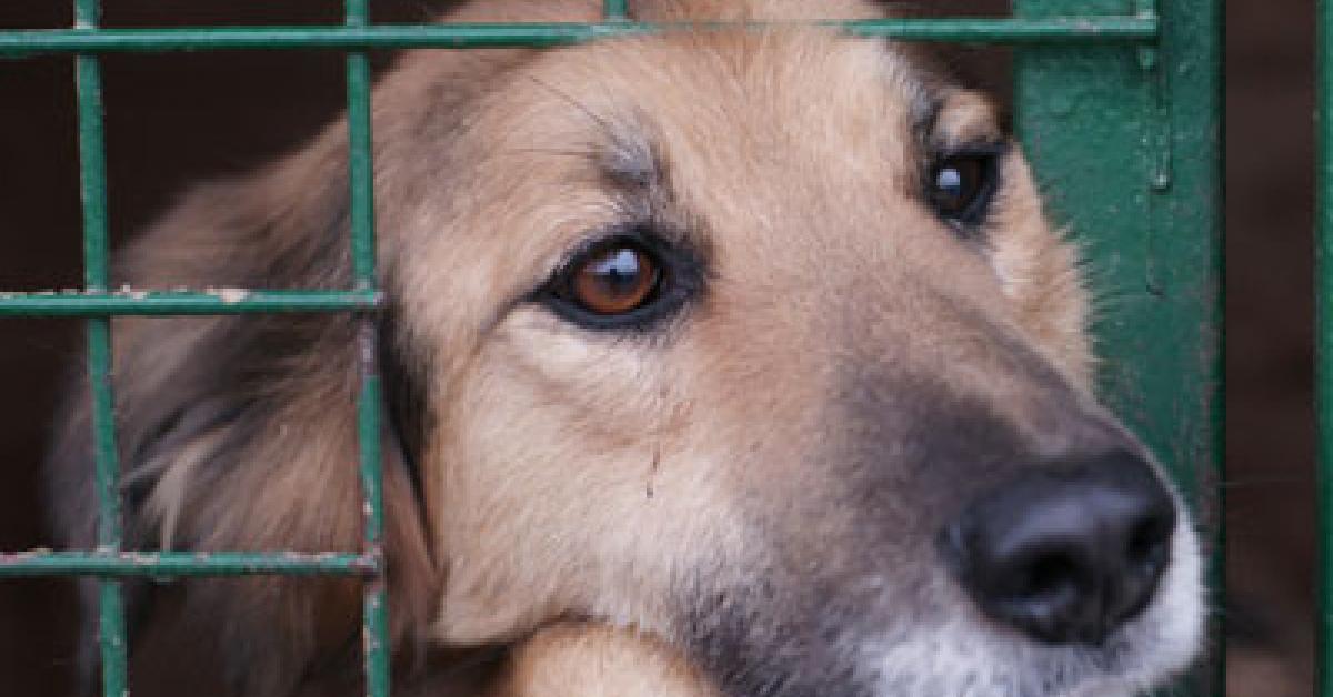 কোভিড প্ৰট’কল ভংগ কৰি কাৰাগাৰলৈ গ’ল কুকুৰ