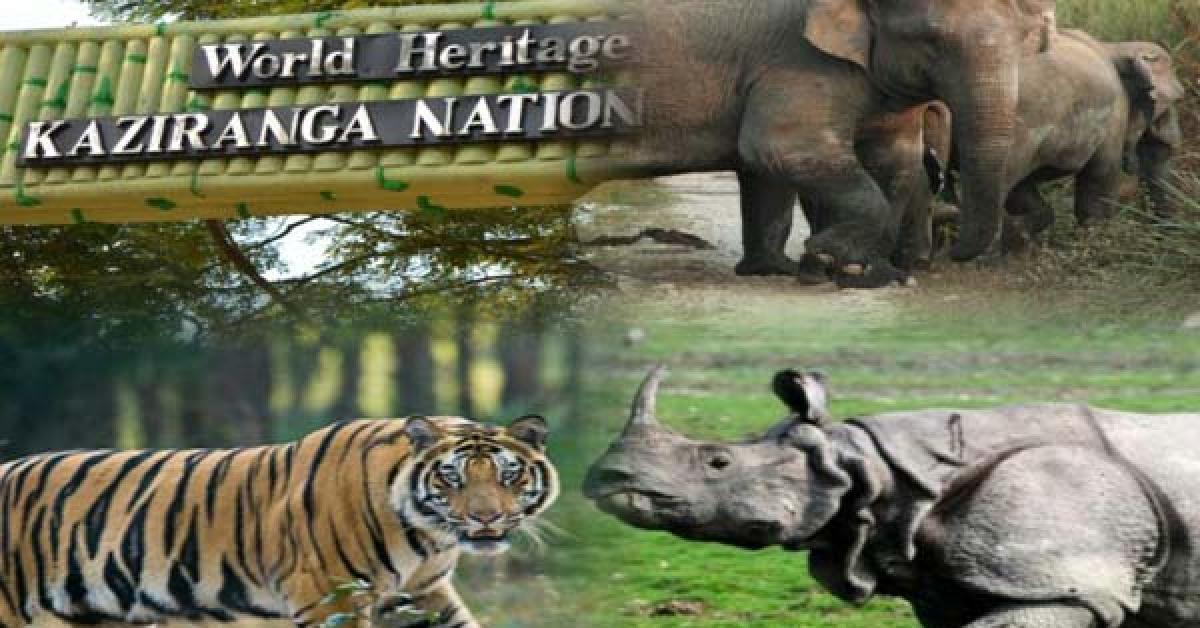 বন্ধ কৰা হ'ল কাজিৰঙা ৰাষ্ট্ৰীয় উদ্যান