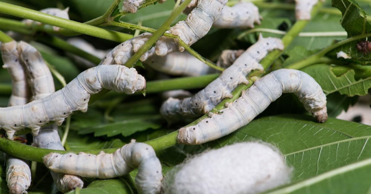 মুগা পালনেৰে এক লাখ টকা উপাৰ্জন ঢকুৱাখনাবাসীৰ !