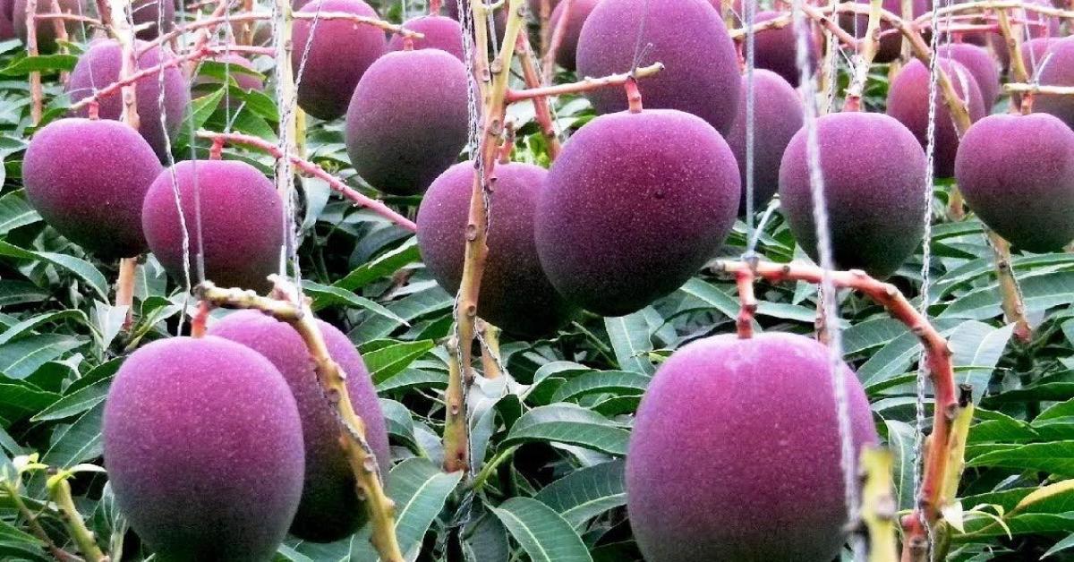 এক কেজি আমৰ মূল্য হ'লগৈ দুই লক্ষাধিক টকা 