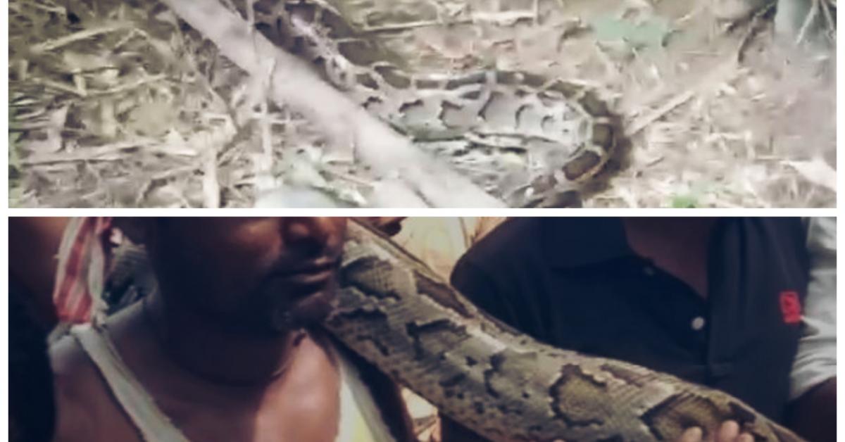 লখিমপুৰৰ চাৱতীৰ এখন বাঁহনিত উদ্ধাৰ কৰা হয় এই অজগৰটো