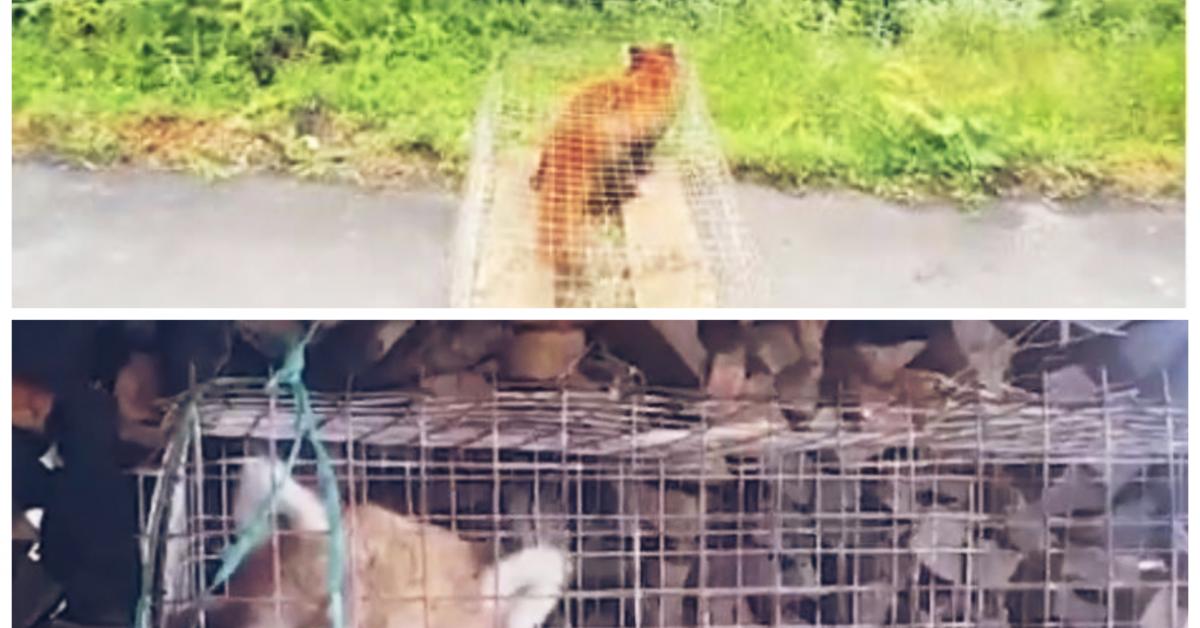  য়াৰগিয়াপ-চু নদীৰ কাষত দুজন যুৱকে উদ্ধাৰ কৰে এই দুষ্প্ৰাপ্য ৰেড পাণ্ডাটো