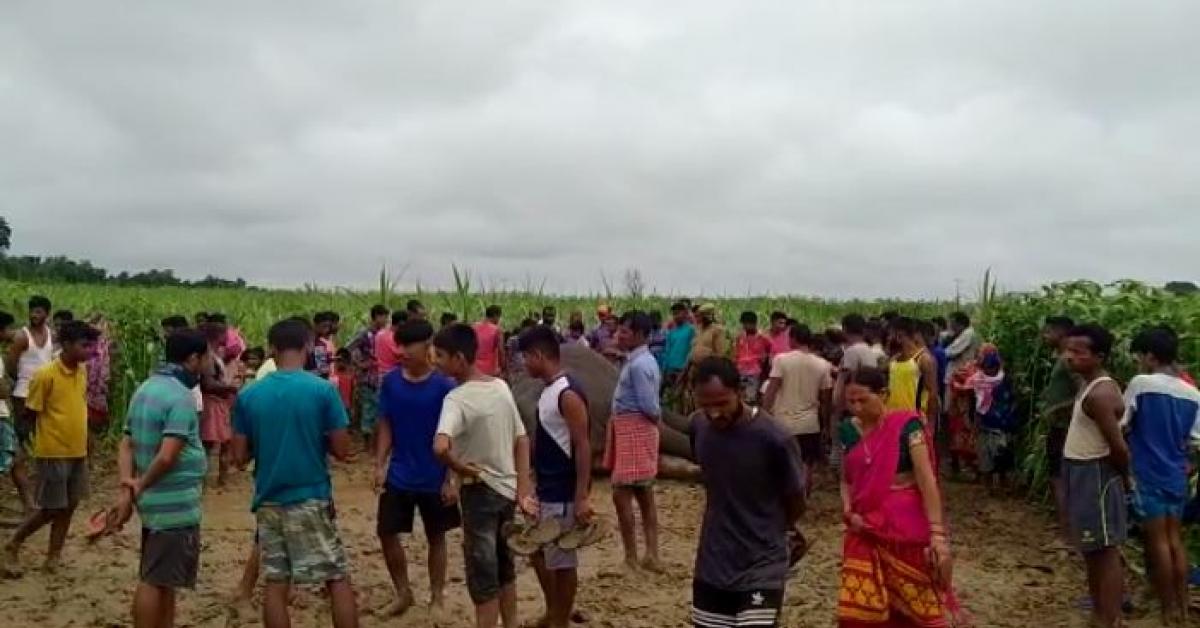 পশ্চিম কাৰ্বি আংলঙ উদ্ধাৰ বনৰীয়া হাতীৰ মৃতদেহ