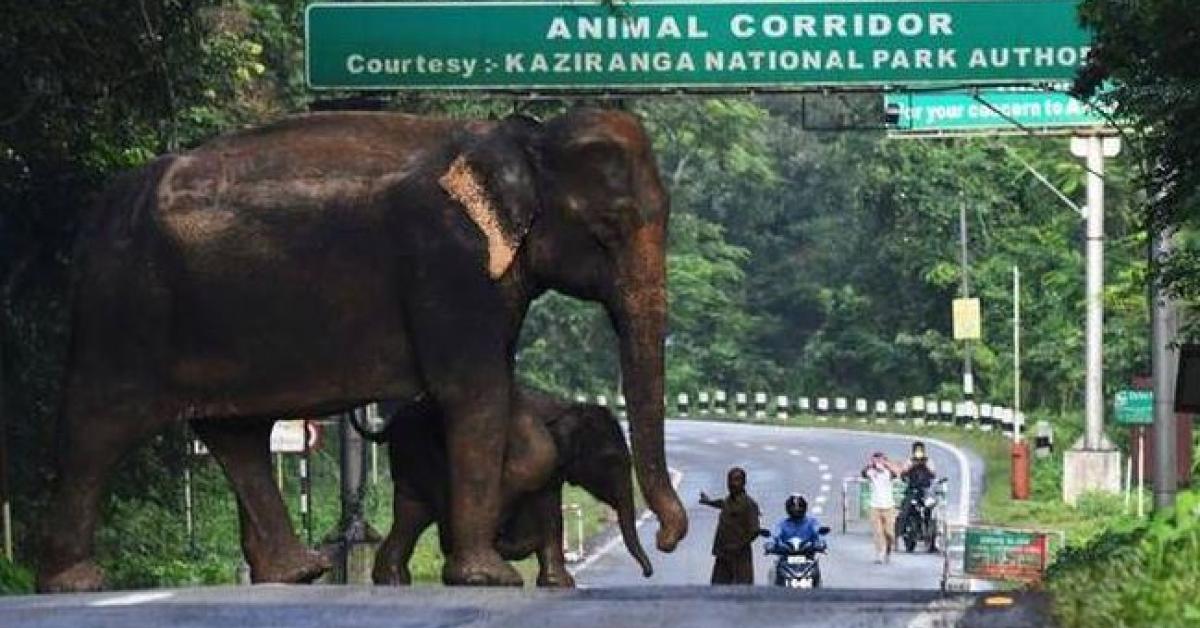 কাজিৰঙাৰ বন্য জীৱ–জন্তুসমুহৰ সুৰক্ষাৰ বাবে জাৰি কৰা হ'ল ১৪৪ ধাৰা 