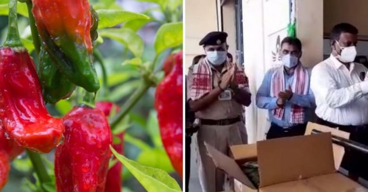North-east's King chilli has become own in foreign countries