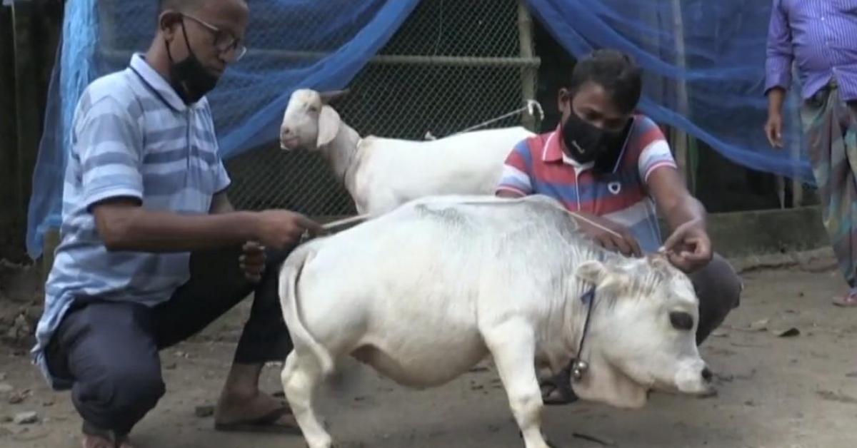 দুফুটীয়া গৰু 