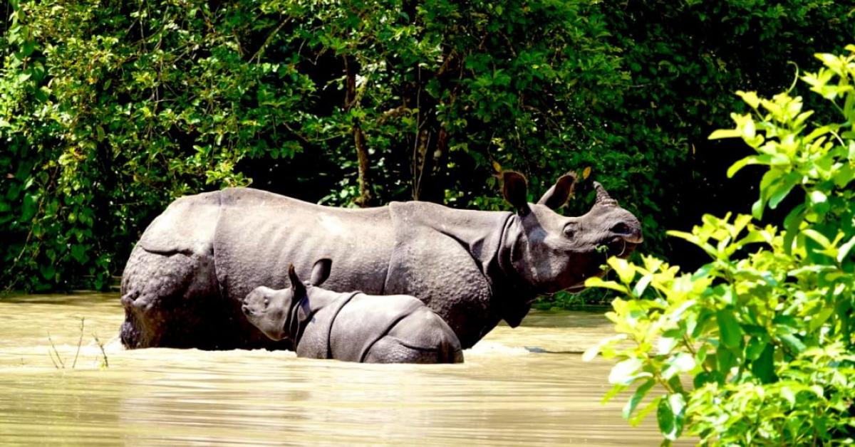 Assam Flood: 70% of Kaziranga under water; Four hog deer killed