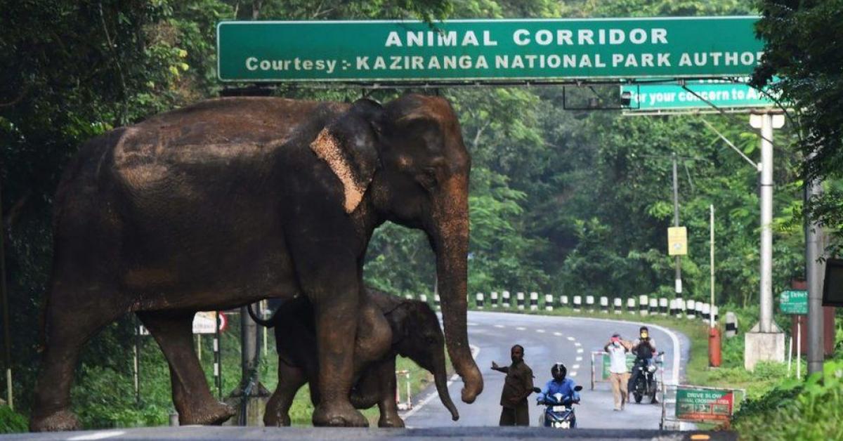 কাজিৰঙাত বানৰ জটিল ৰূপ! নিৰাপদ আশ্ৰয়ৰ সন্ধানত জীৱ জন্তুসমূহ