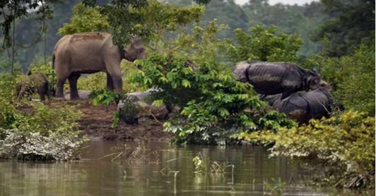 The plight of Kaziranga in the flood of bhadiya