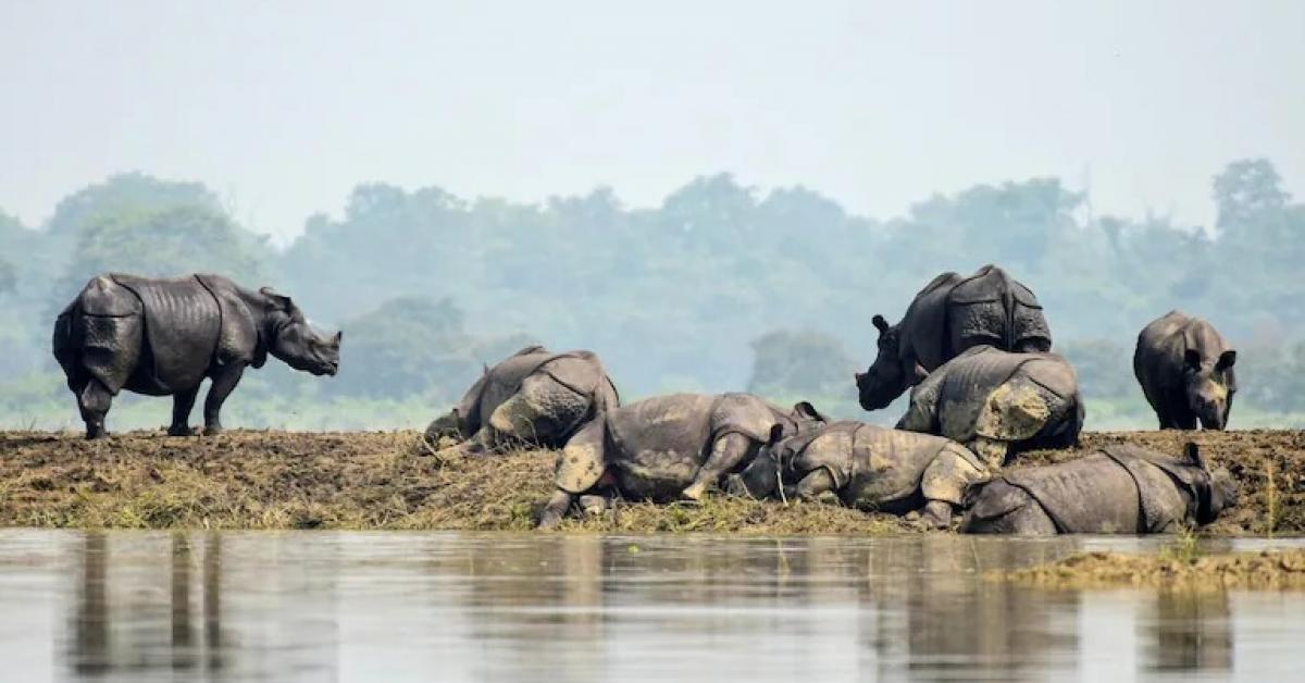 50% of KNP reeling under floodwaters; 14 animals found dead