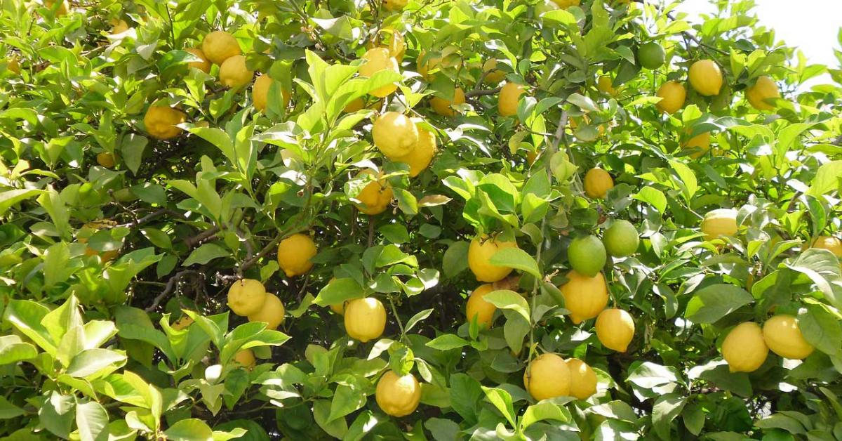 lemon village