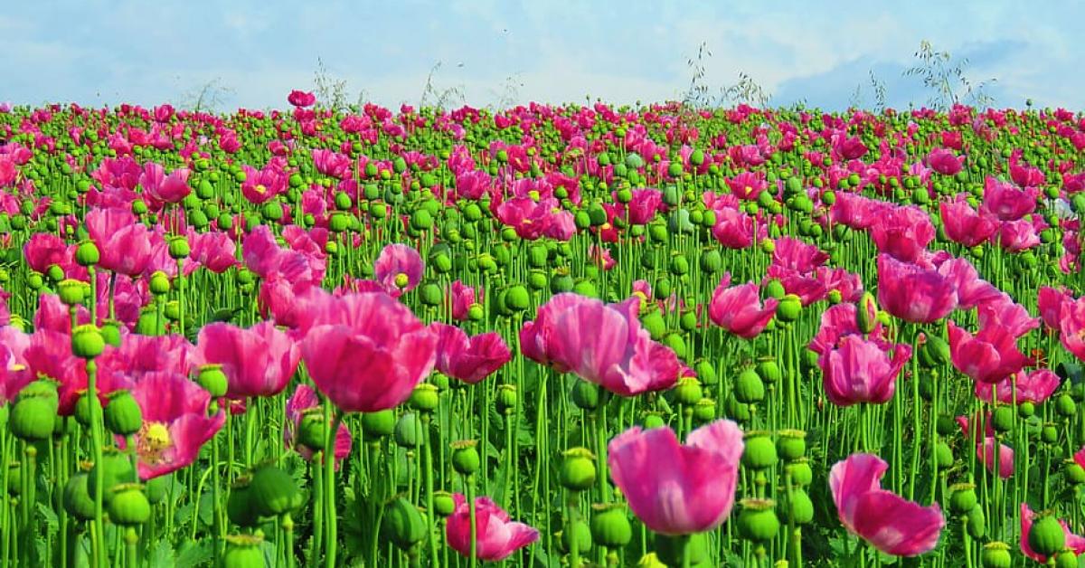 Journalist arrested for clearing forest land to grow opium poppy