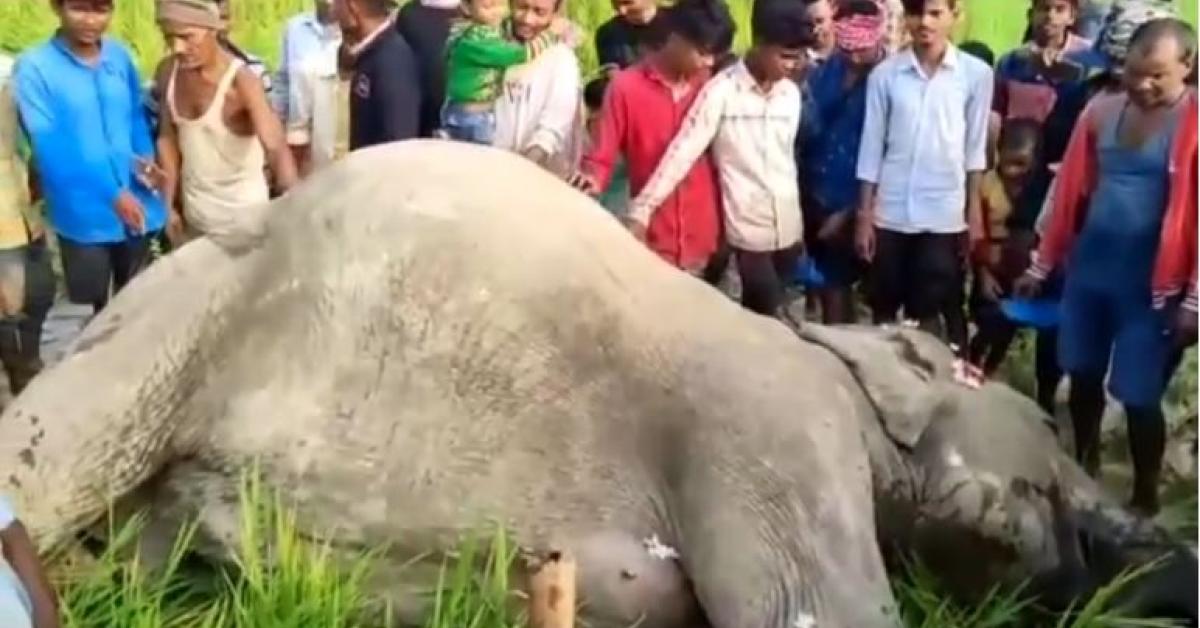 Elephant death by electric shock in Numaligarh