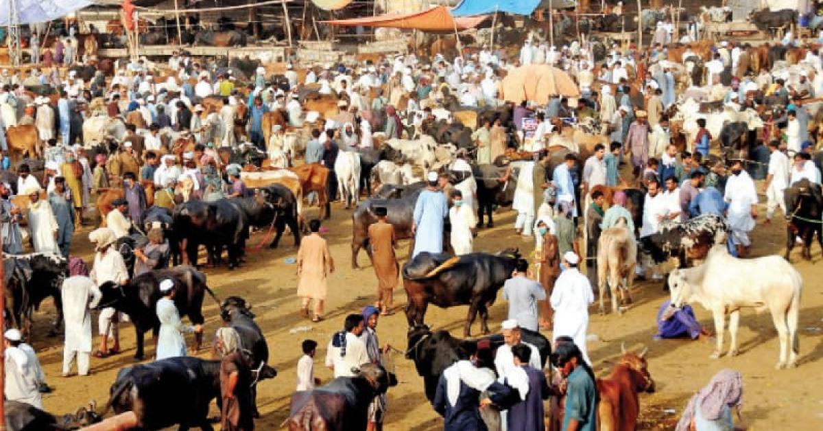 Cattle Market