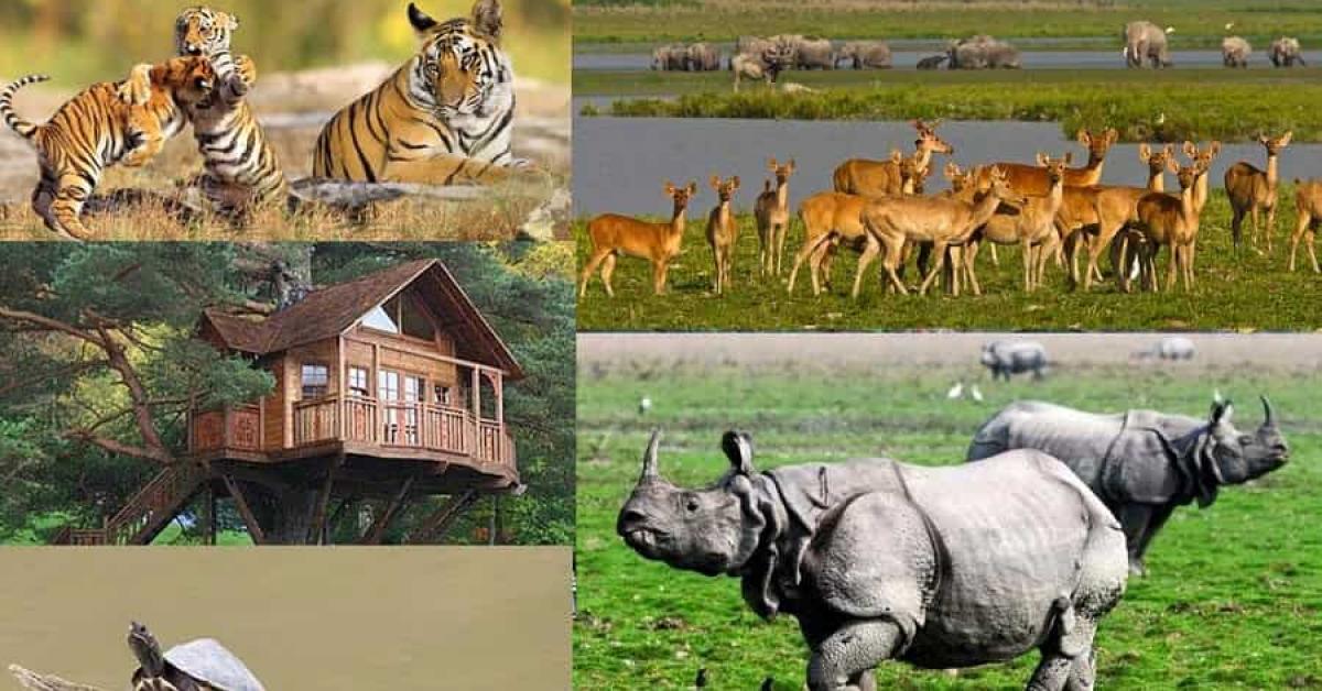 Kaziranga National Park opens for tourists