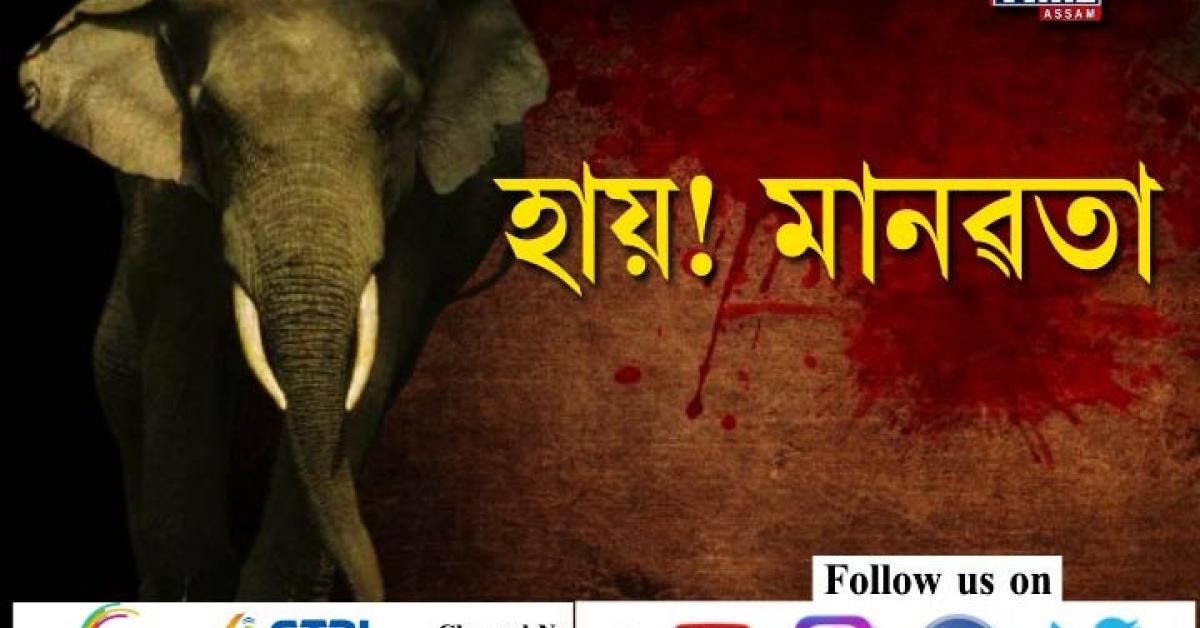 wild-elephant-murdered-in-goalpara
