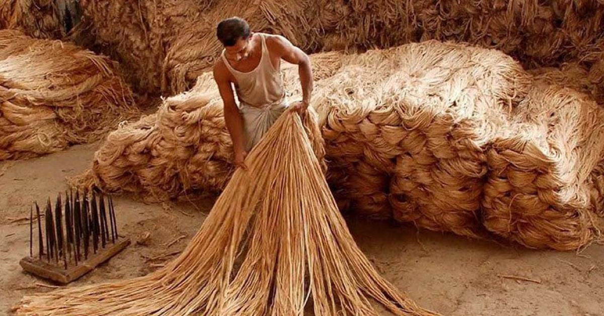 Union Cabinet Decision: Govt approves norms for mandatory use of jute in packaging