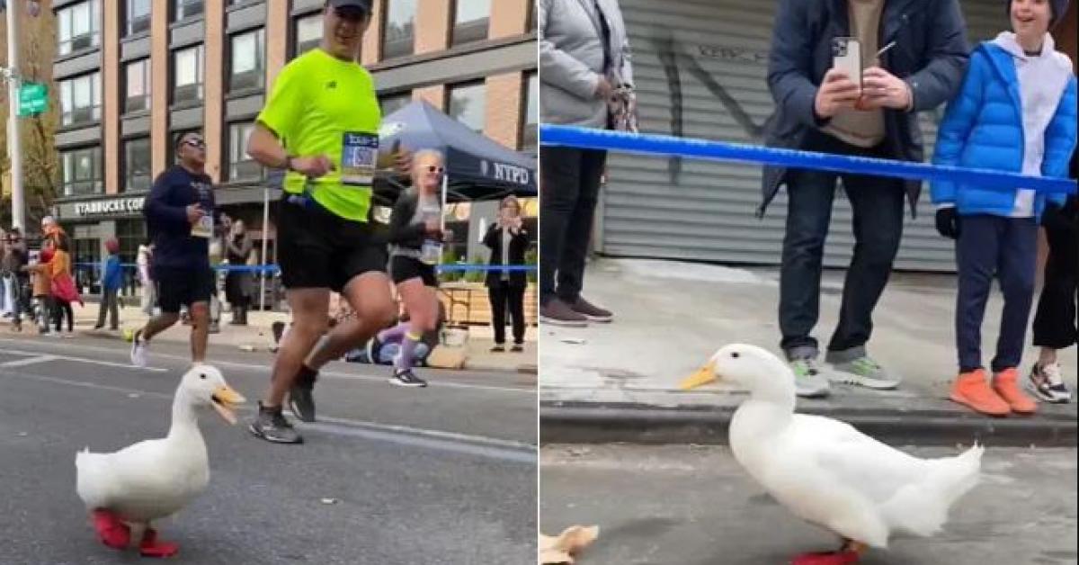 NewYork Duck Marathon