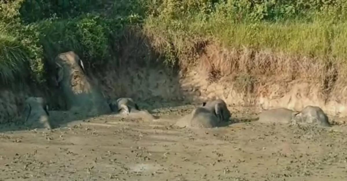 Elephant trapped in pond