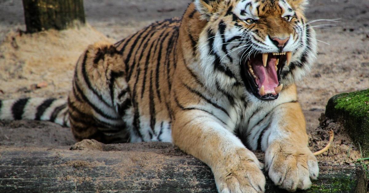 Tiger terror in Dhekiajuli, Assam