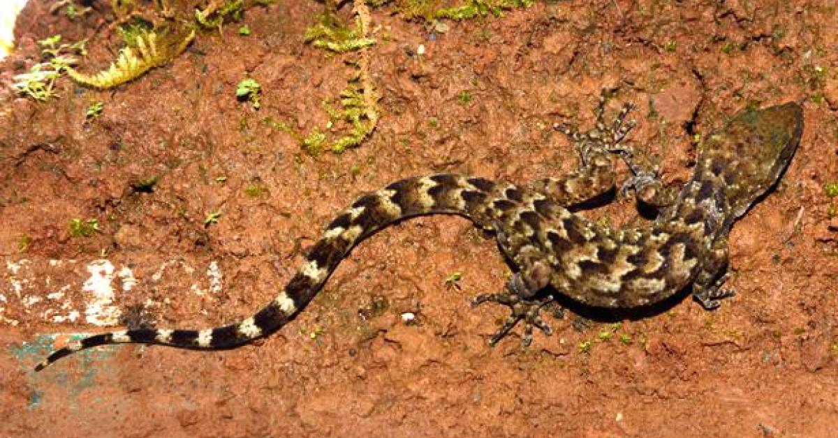 armys-bent-toed-gecko-a-new-lizard-species-from-meghalaya-named-in-honor-of-indian-army