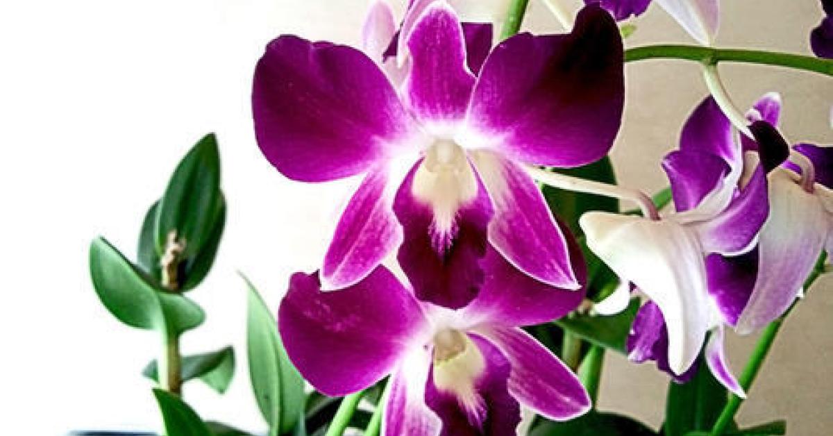 orchid