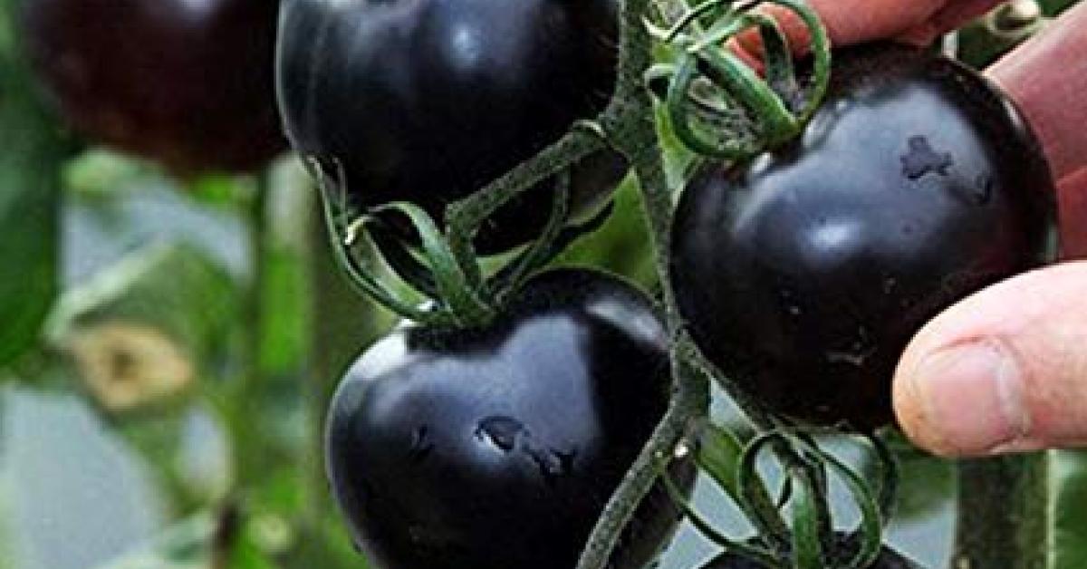 black tomato